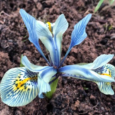 Iris 'Katharine Hodgkin' syn. Iris reticulata 'Katharine Hodgkin', Iris 'Injad Sherwood', Iris reticulata 'Injad Sherwood'