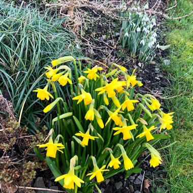 Narcissus 'Tête-à-Tête'