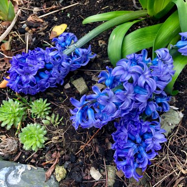 Hyacinthus orientalis