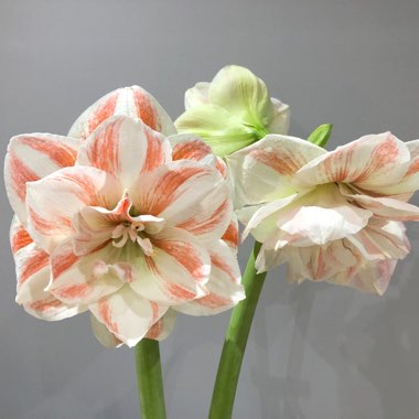 Hippeastrum