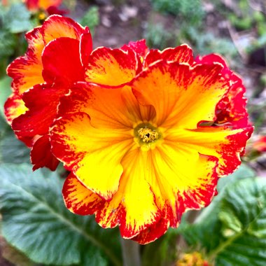 Primula Polyantha