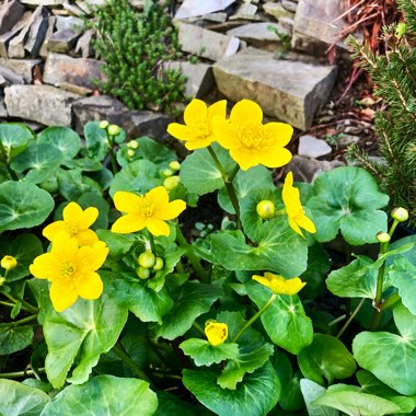 Caltha polypetala