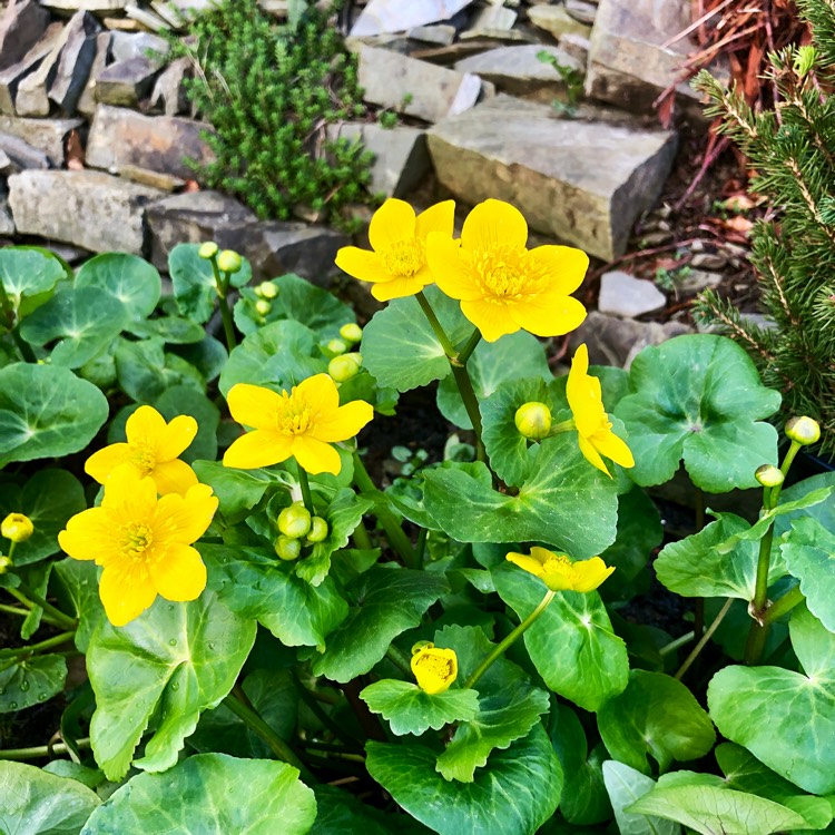 Plant image Caltha polypetala