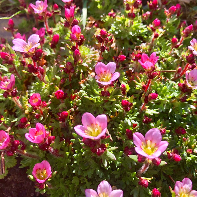 Plant image Saxifraga x arendsii 'Alpino Early Picotee'