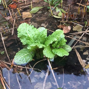 Primula japonica 'Miller's Crimson'