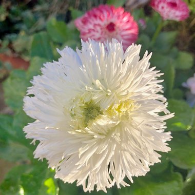 Bellis perennis Habanera