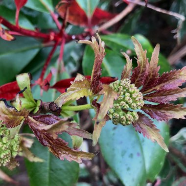 Sambucus racemosa 'Sutherland Gold'