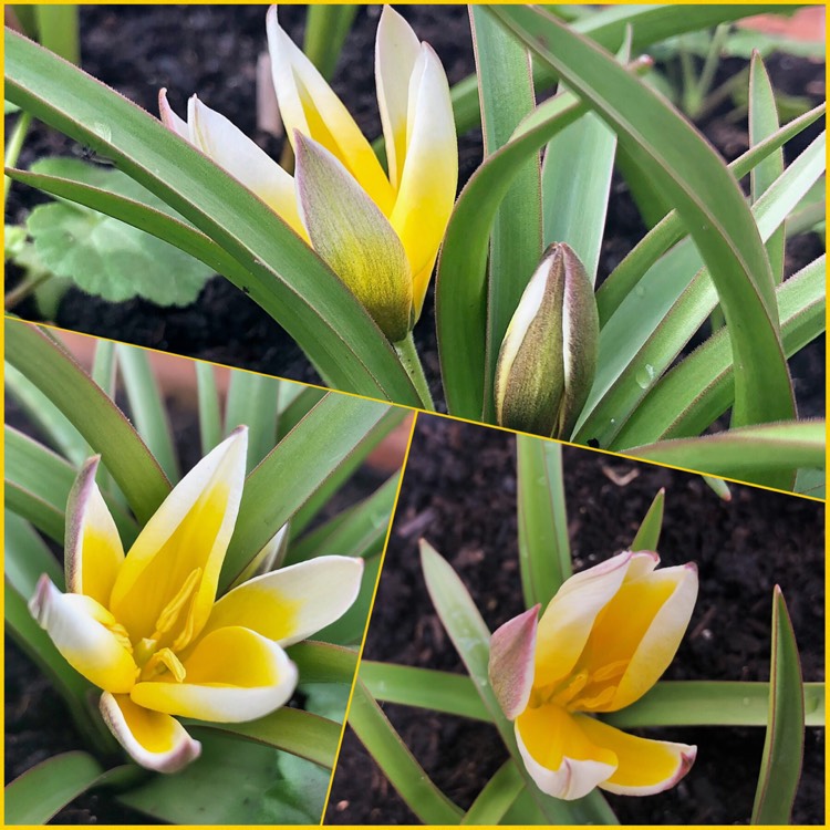 Plant image Tulipa tarda