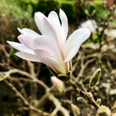 Magnolia stellata