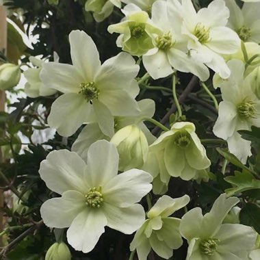 Clematis x cartmanii 'Avalanche'