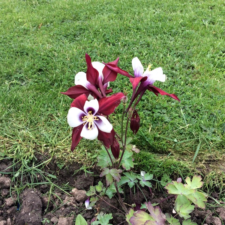 Plant image Aquilegia hybrida 'Crimson Star'