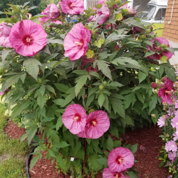 Plant image Hibiscus 'Walberton's Rose Moon'