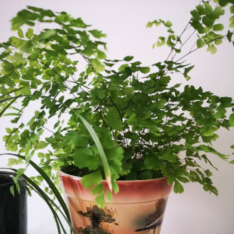 Plant image Adiantum raddianum syn. Adiantum cuneatum ; Adiantum rubellum