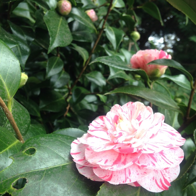 Plant image Camellia japonica 'William Bartlett'