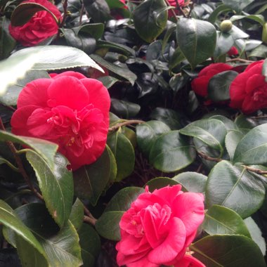 Camellia 'Ace of Hearts'