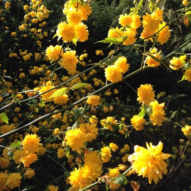 Japanese Rose 'Pleniflora'