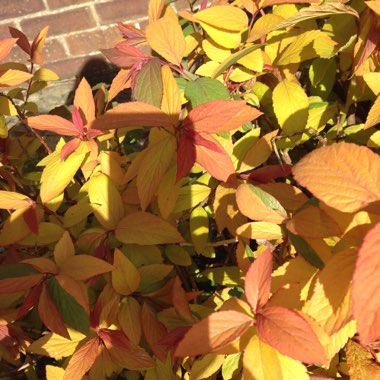 Spiraea 'Goldflame'