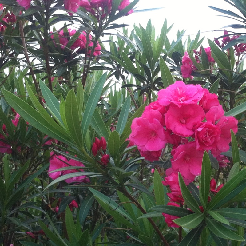 Nerium oleander