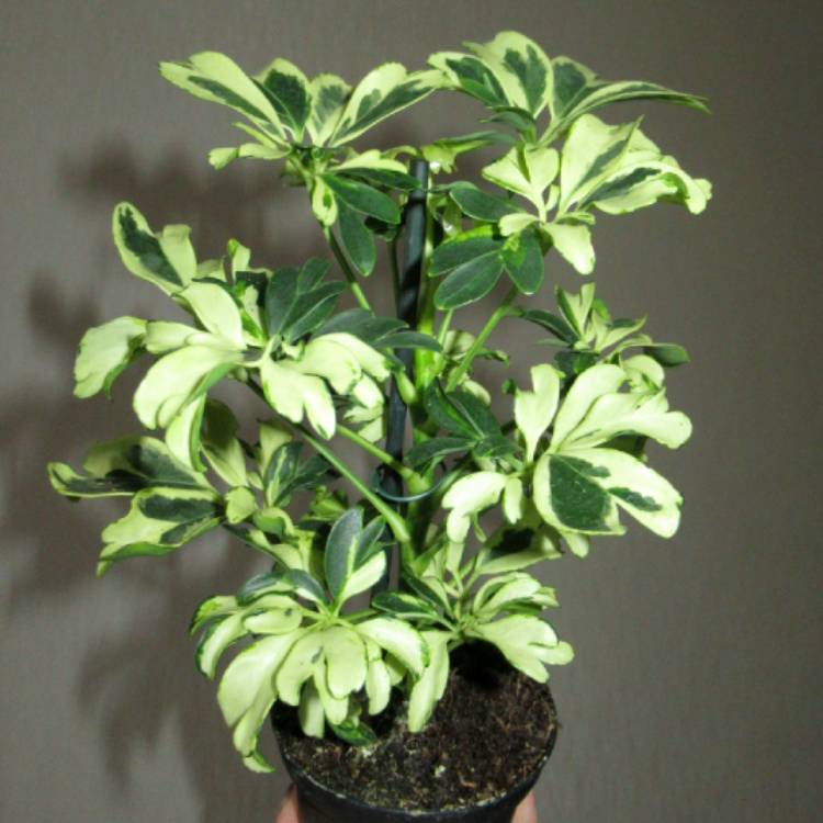 Plant image Schefflera arboricola 'Madam de Smet'