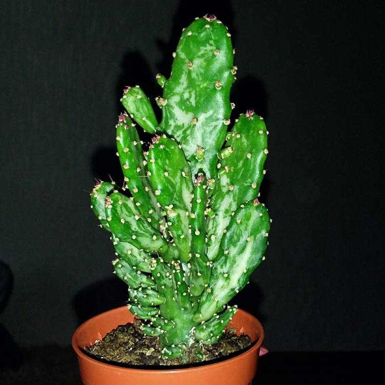 Plant image Opuntia monacantha