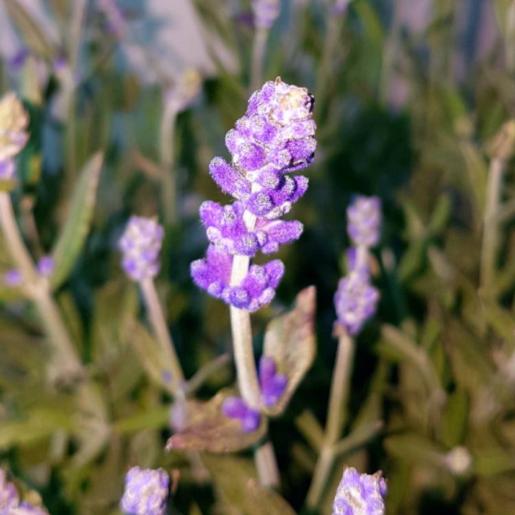 Plant image Lavandula angustifolia 'Schola' syn. Lavandula angustifolia 'Blue Cushion'