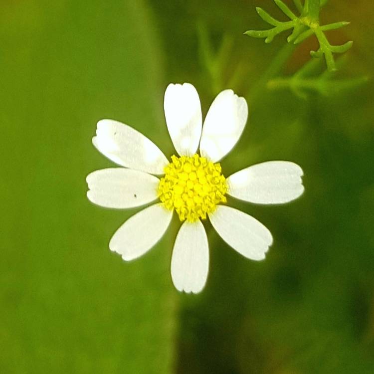 Plant image Anthemis arvensis