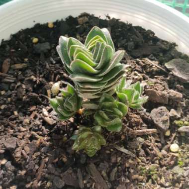 Crassula Kimnachi