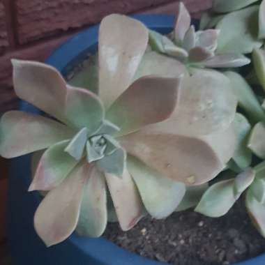 Graptoveria 'Douglas Huth'