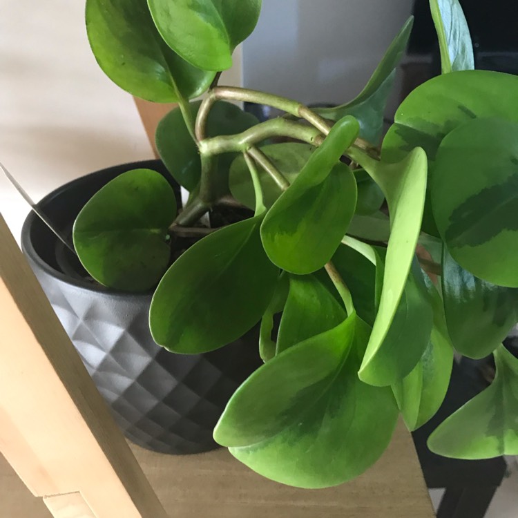 Plant image Peperomia glabella