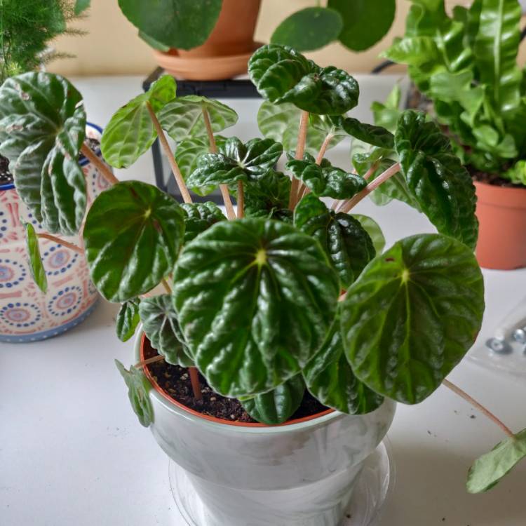 Plant image Peperomia caperata 'Emerald Ripple'