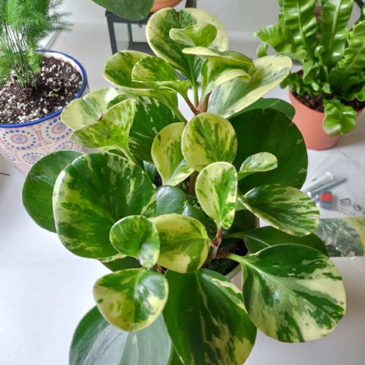 Plant image Peperomia obtusifolia 'Variegata'