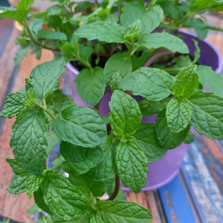 Plant image Mentha X Villosa