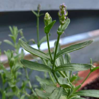 Lavandula