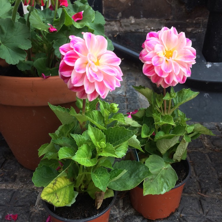 Plant image Dahlia 'Dahlietta Louise' (Dahlietta Series) syn. Dahlia 'Dahlietta Surprise Louise'