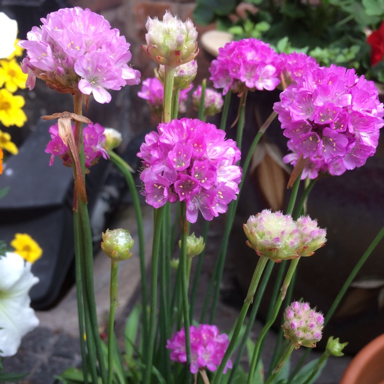 Plant image Armeria pseudarmeria 'Ballerina Purple Rose'