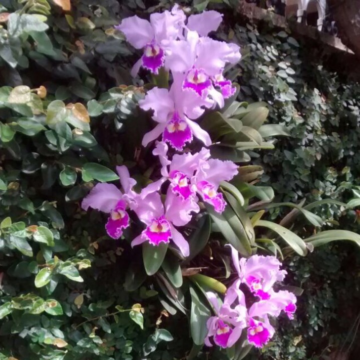 Plant image Cattleya Trianae