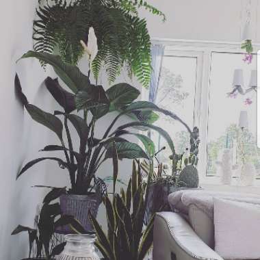 Peace Lily 'Sensation'