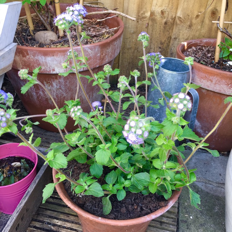 Plant image Ageratum petiolatum