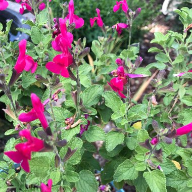 Salvia 'Icing Sugar'