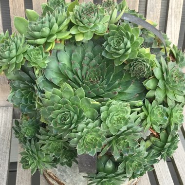 Rolling Hen and Chicks