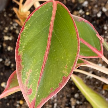 Chinese Evergreen