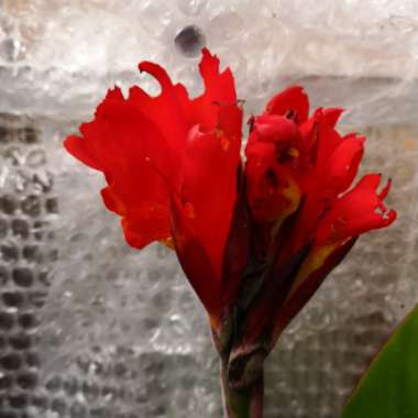 Canna 'Cannova Red Shades' (Cannova Series)