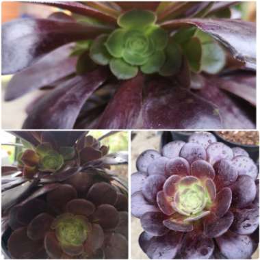 Aeonium Arboreum Atropurpureum