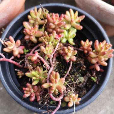 Sedum Rubrotinctum 'Aurora'