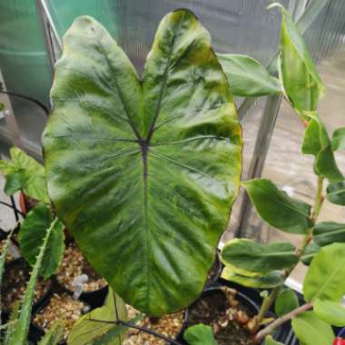 Colocasia esculenta  syn. Colocasia antiquorum