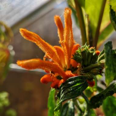 Leonotis leonurus