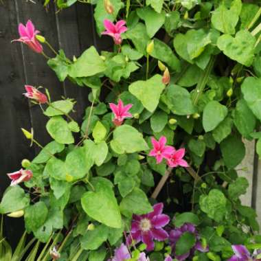 Clematis 'Princess Diana'