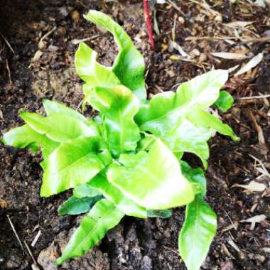 Asplenium scolopendrium