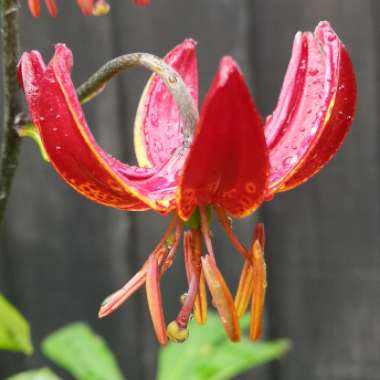 Lilium martagon