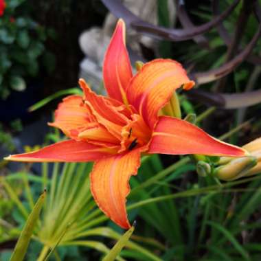 Hemerocallis fulva 'Kwanso' syn. Hemerocallis 'Kwanso'